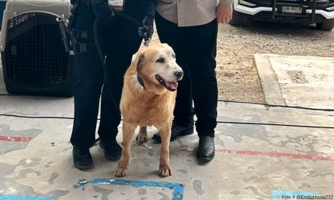 Muere Bubu, exbinomio K-9 de la Policía Municipal, a un año de su jubilación