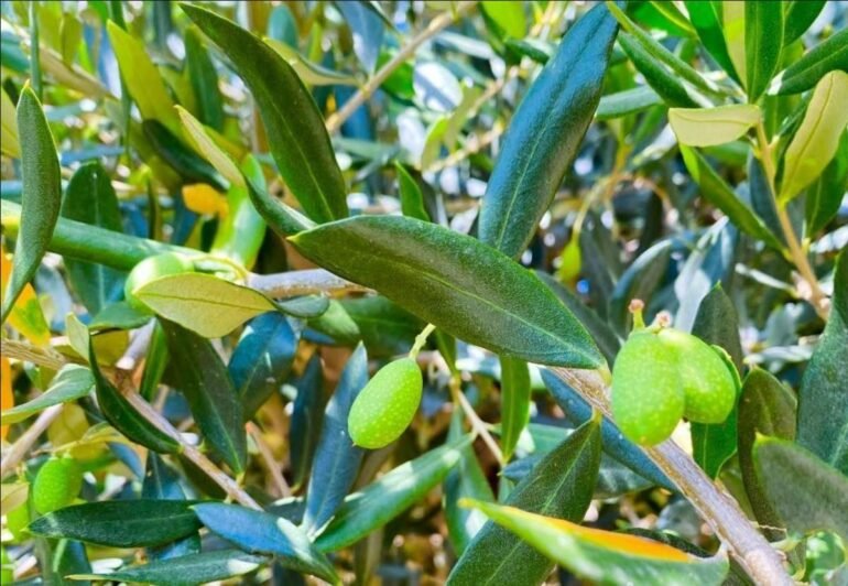 Sonora ocupa el primer lugar en México en producción de aceituna: Sagarhpa